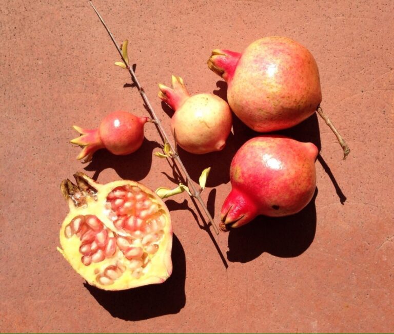 Granatapfel